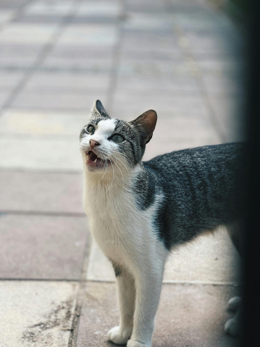Votre chat miaule encore après avoir mangé: autres raisons - Transportdodochat