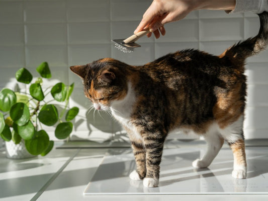 Meilleure brosse pour chat poil long - Transportdodochat