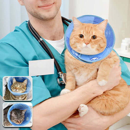 Collerette souple pour chat | Cocon de Guérison™ - Transportdodochat