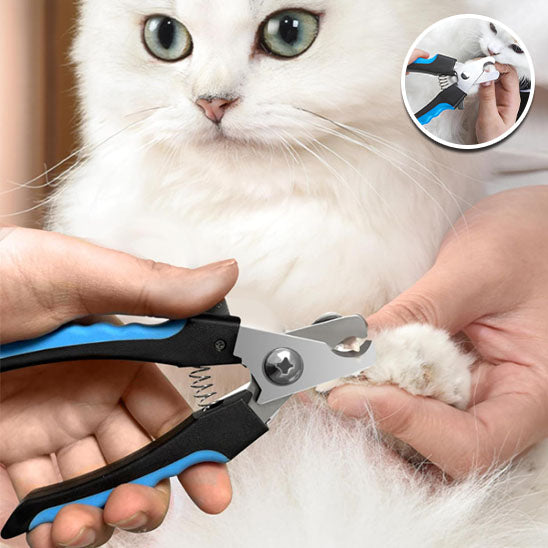 Coupe griffe chat bleu noir chat étonné