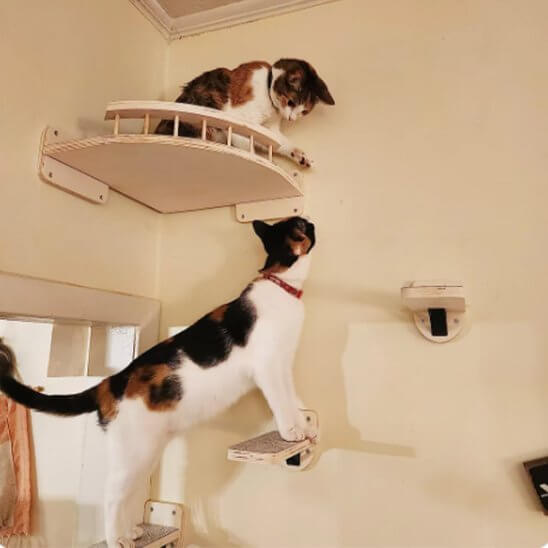 Arbre a chat mural | Station d'Observation™ - Transportdodochat