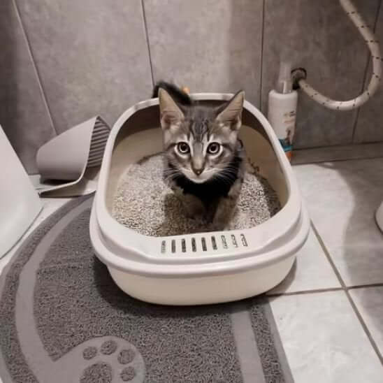 Bac à litière chat beige chat aux besoins