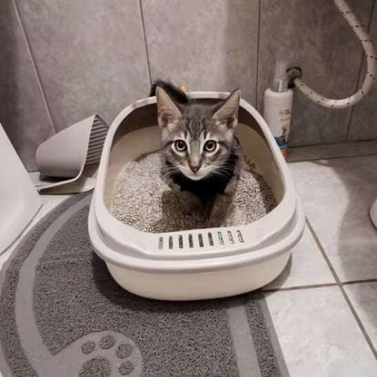 Bac à litière chat | Compagnon Propre™ - Transportdodochat