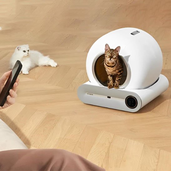 bac litière chat blanc chat fait ses besoins