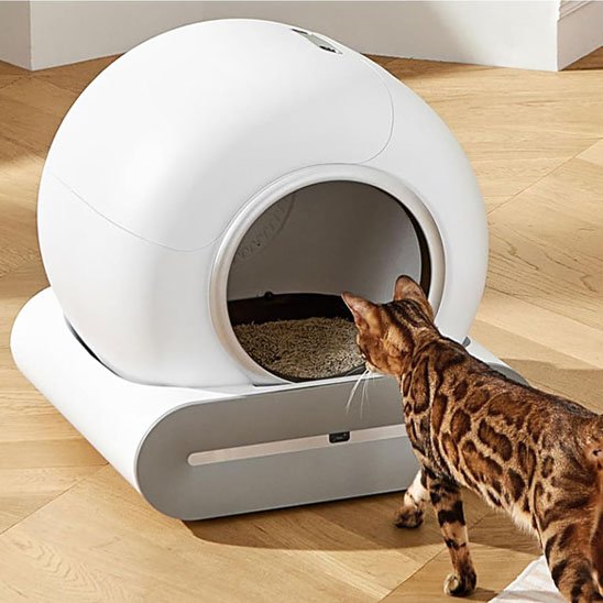 bac litière chat blanc chat va aux toilettes