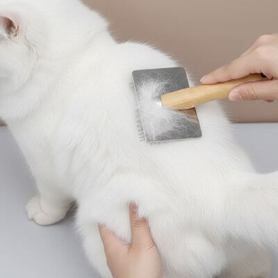Brosse chat poil long blanche en usage