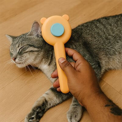 Brosse pour Chat  orange chat chat détendu