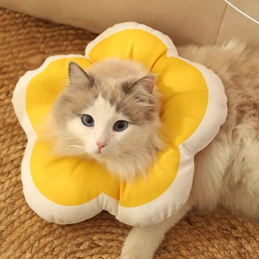 Collerette pour chat | Halo de Douceur™ - Transportdodochat