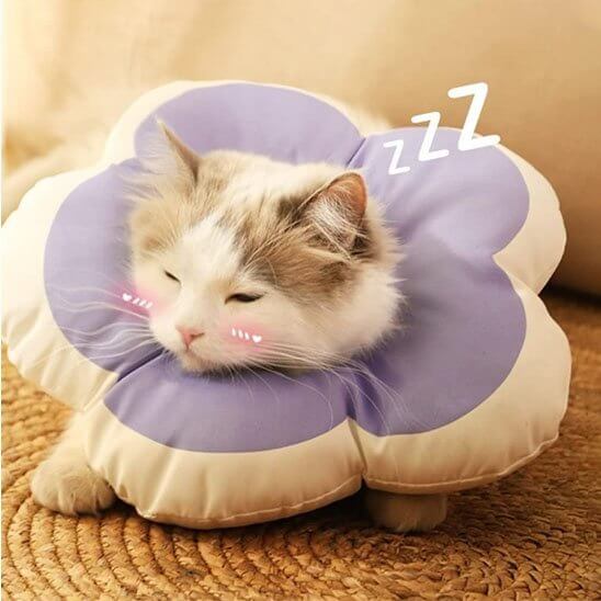 Collerette pour chat | Halo de Douceur™ - Transportdodochat