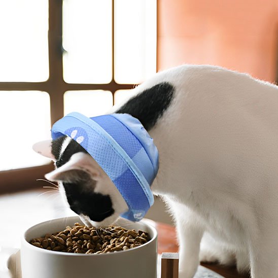Collerette souple pour chat bleu chat a faim
