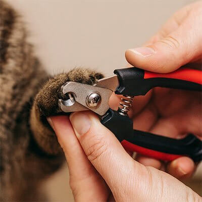 Coupe - ongle Chat | Pattes Nickel™ - Transportdodochat