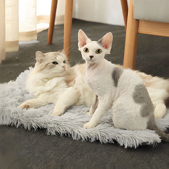 Coussin pour chat - Cocon Câlin™ - Transportdodochat