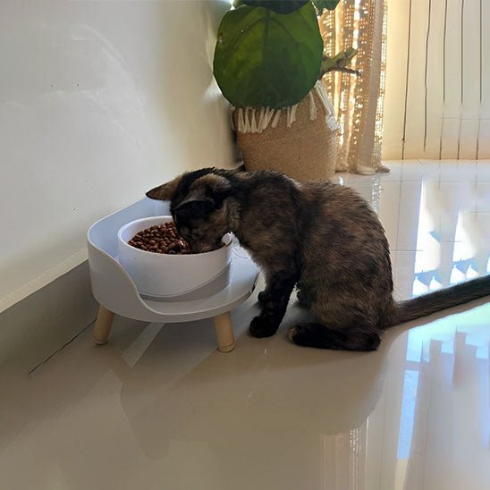 Double Gamelles Blanches base grise en décor chat mange