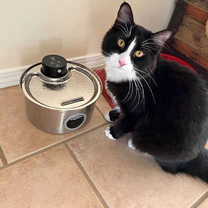 Fontaine a eau pour chat-chat attentif