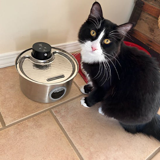 Fontaine a eau pour chat-chat attentif
