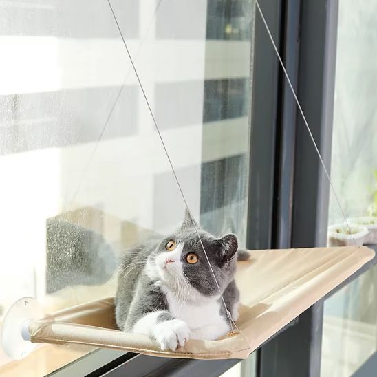 hamac fenetre chat-chat distrait