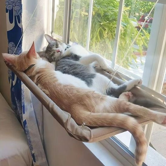 hamac fenetre chat chats se reposent