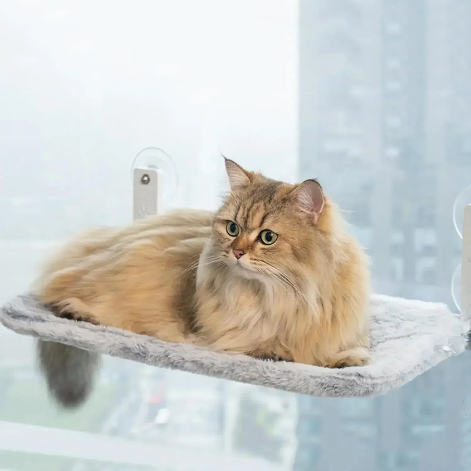 hamac pour chat fenetre gris chat attentif