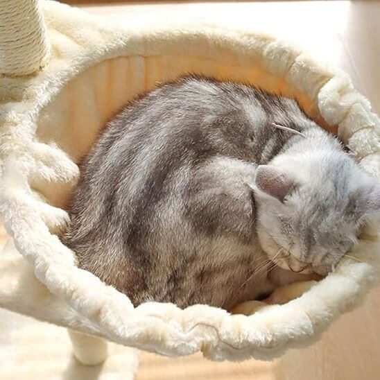 Hamac pour chat suspendu beige chat dodo