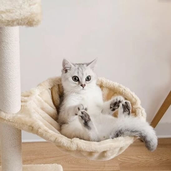 Hamac pour chat suspendu beige chat relaxe