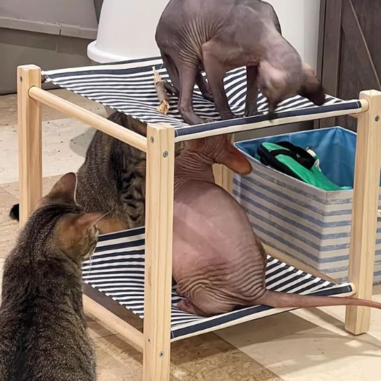 hamac pour chats bleu chats observent