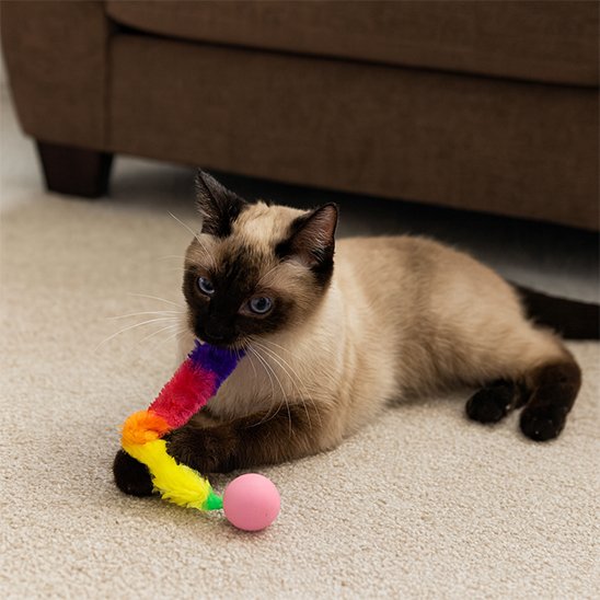 jouet chat interactif chat brun mordille le jouet