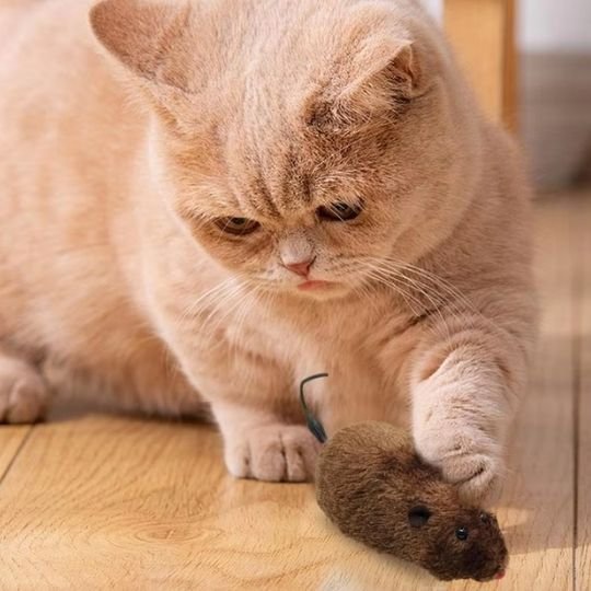 Jouet chat interactif | StimuPlay™ - Transportdodochat