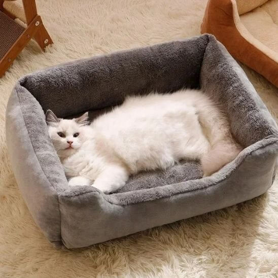 Lit chat gris chat heureux