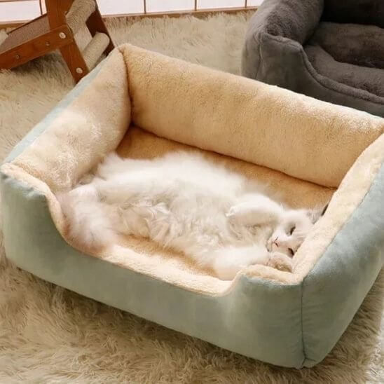 Lit chat vert chat assoupi