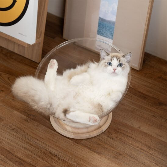 Lit pour chat en décor chat détendu