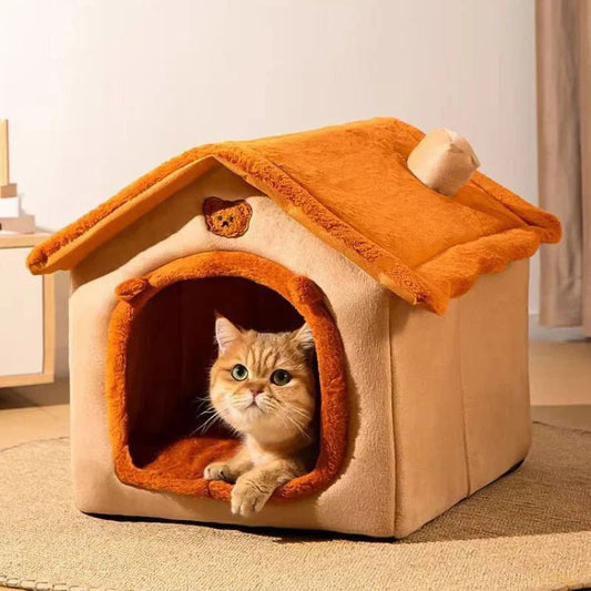 maison chat orange chat curieux