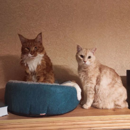 Panier pour chat - Cocon Nounours™ - Transportdodochat