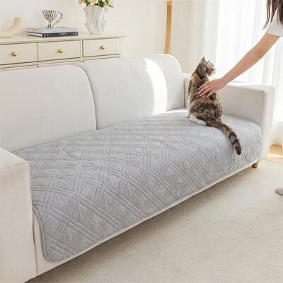 Protection canapé chat gris chat assis