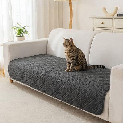 Protection canapé chat gris foncé chat assis