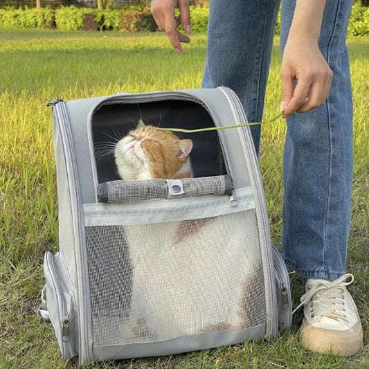 Sac a dos pour Chat grise chat cajolé